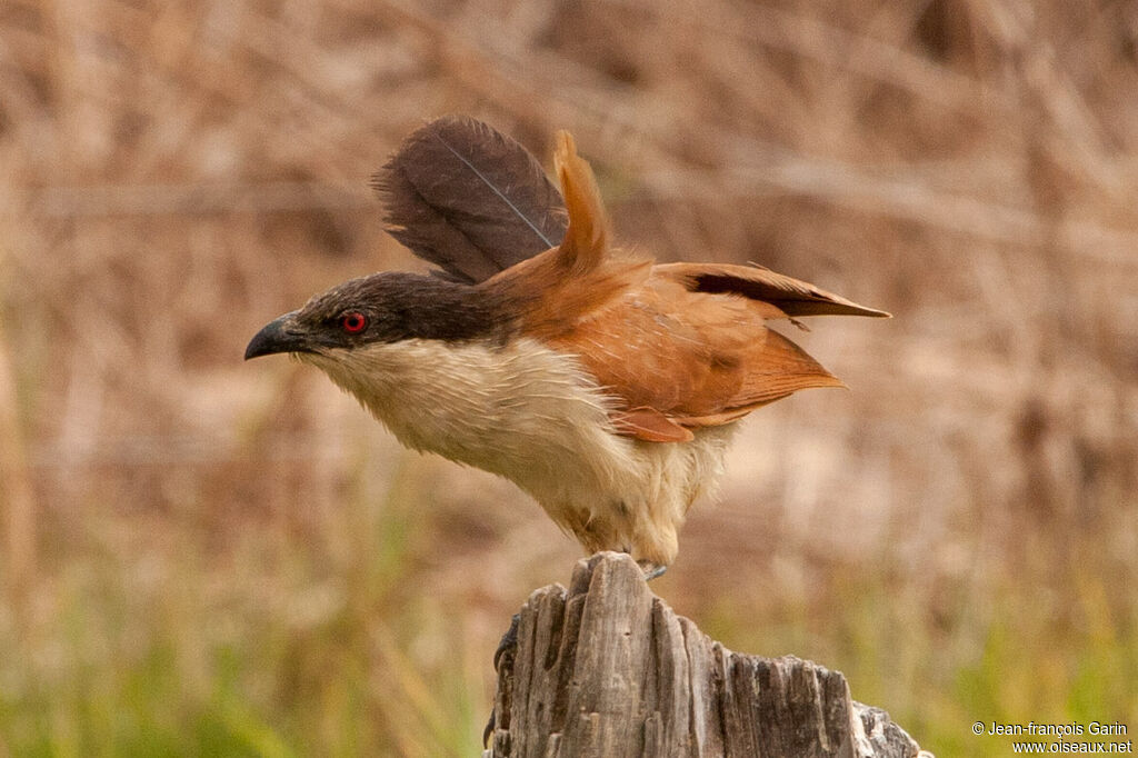 Senegal Coucal