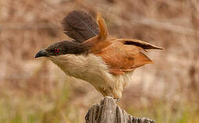 Coucal du Sénégal