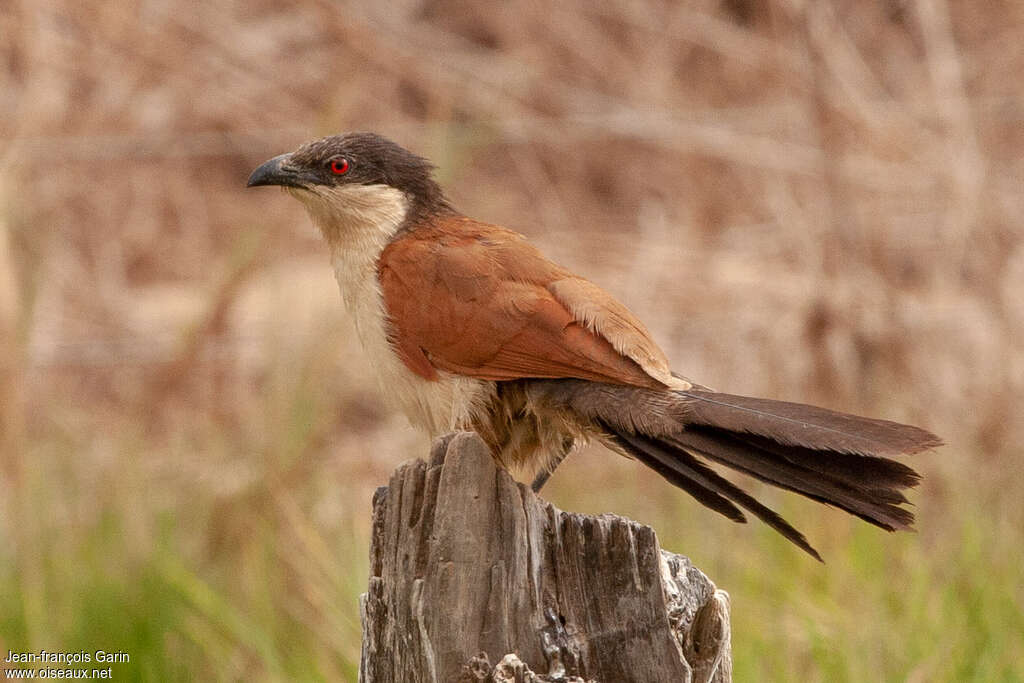 Coucal du Sénégaladulte, identification