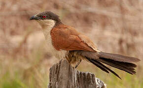 Senegal Coucal