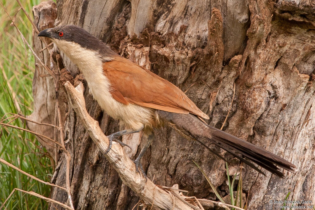 Coucal du Sénégal