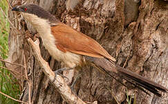 Coucal du Sénégal