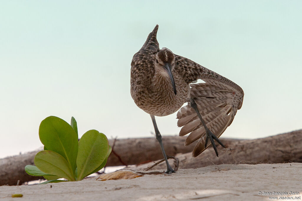 Whimbrel