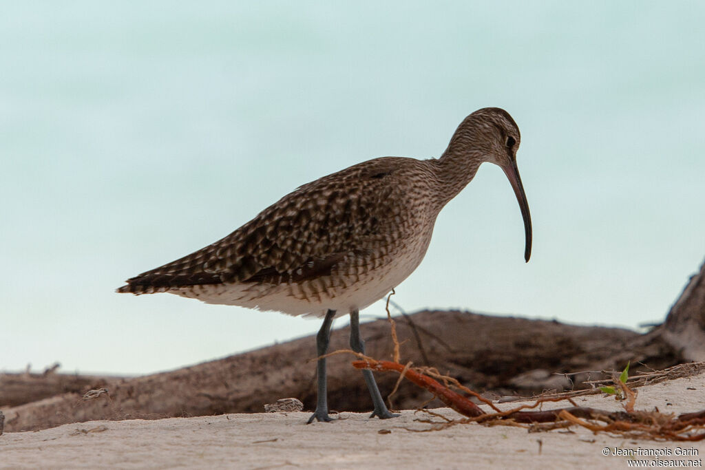 Whimbrel