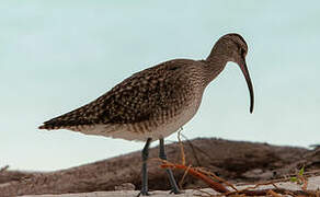 Eurasian Whimbrel