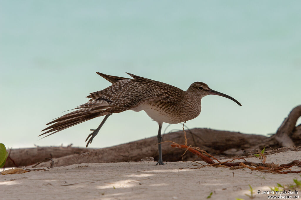 Whimbrel