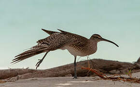 Eurasian Whimbrel