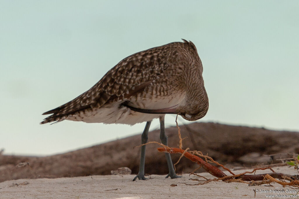 Whimbrel