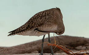 Whimbrel