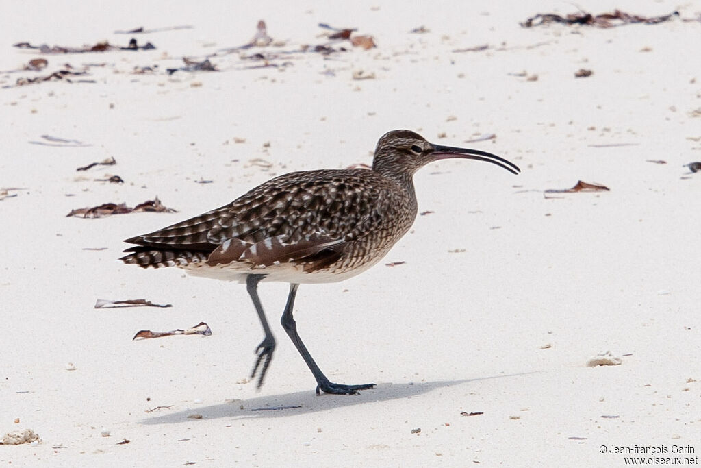 Eurasian Whimbrel