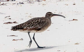 Eurasian Whimbrel