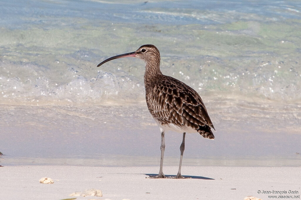 Eurasian Whimbrel