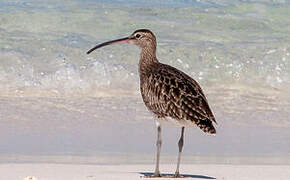 Eurasian Whimbrel