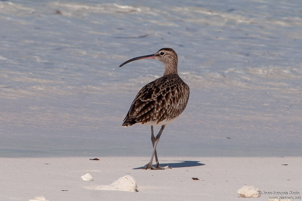 Whimbrel