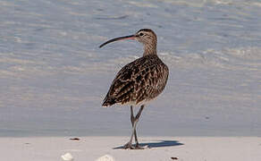 Whimbrel