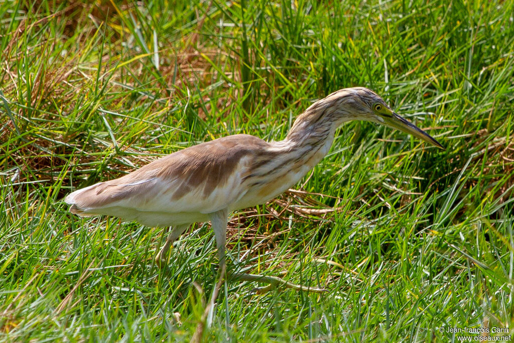 Crabier chevelu