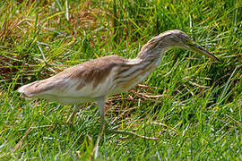 Squacco Heron