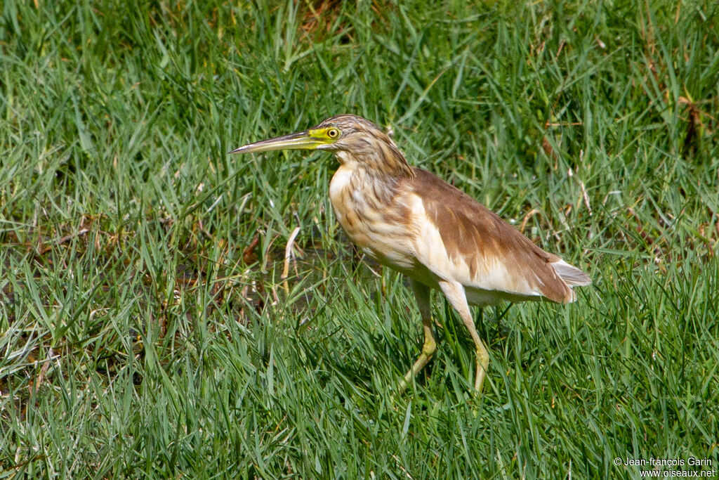 Crabier chevelu