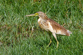 Squacco Heron