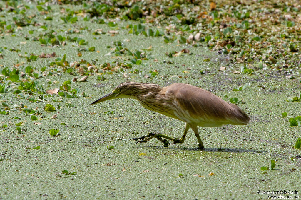 Squacco Heron