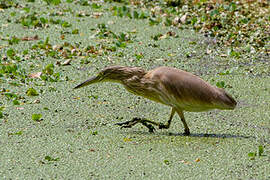 Squacco Heron