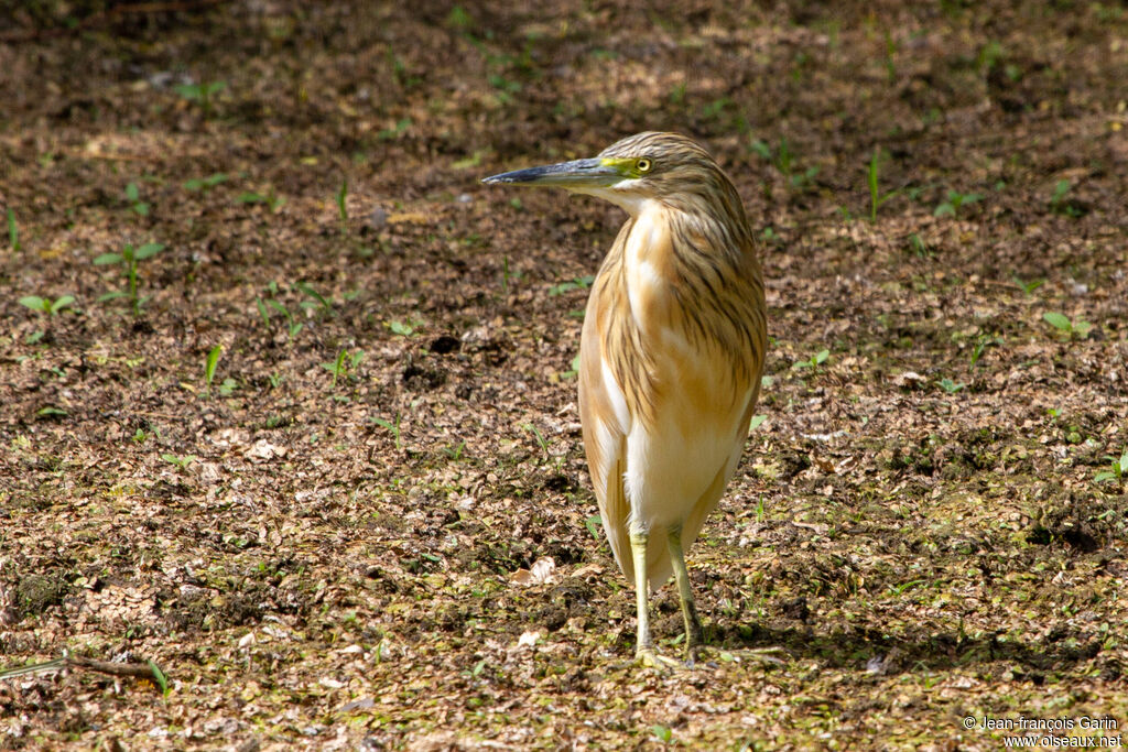 Squacco Heron