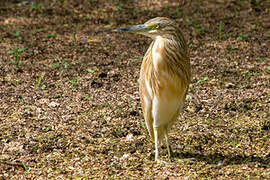 Squacco Heron