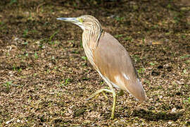 Squacco Heron