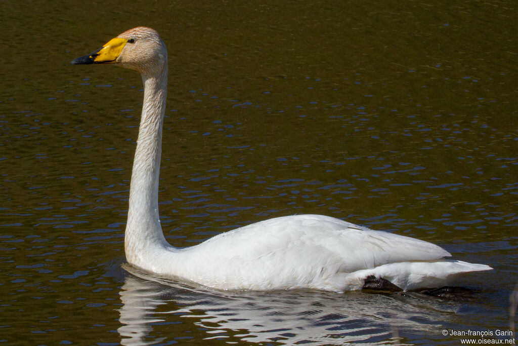 Cygne chanteur