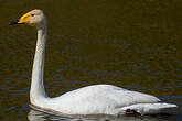 Cygne chanteur