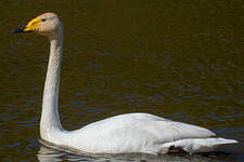 Cygne chanteur