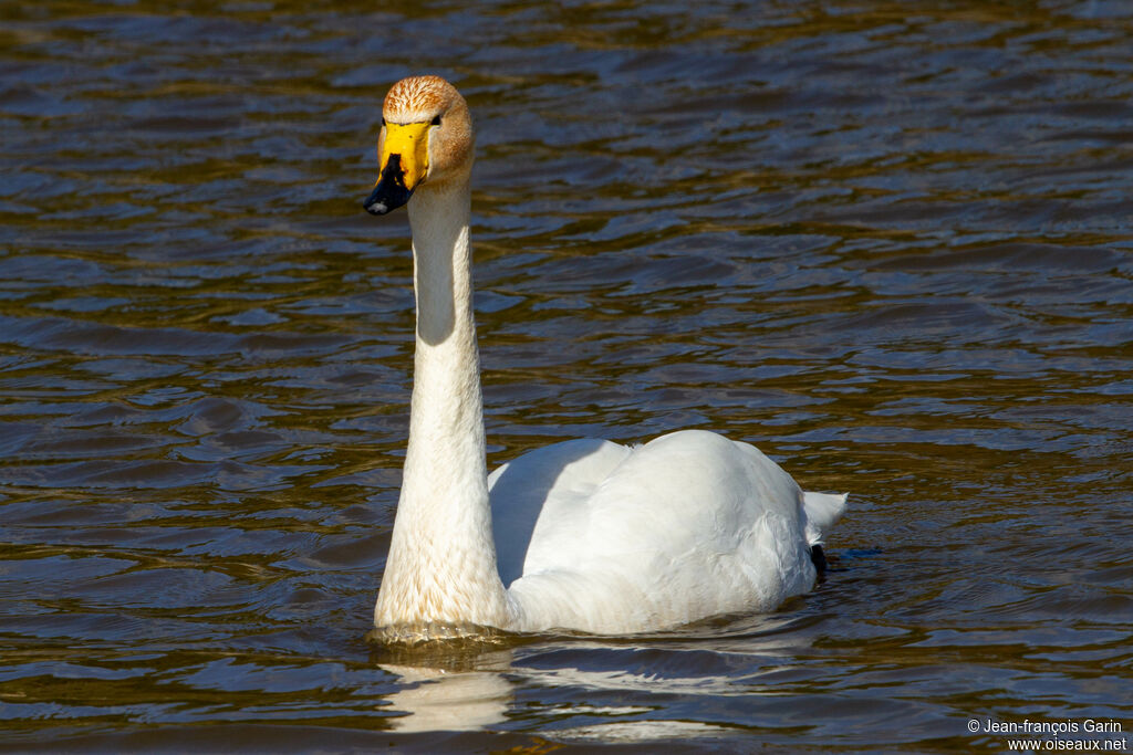 Cygne chanteur