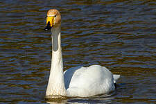 Cygne chanteur