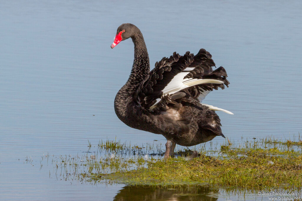 Cygne noir