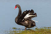 Cygne noir