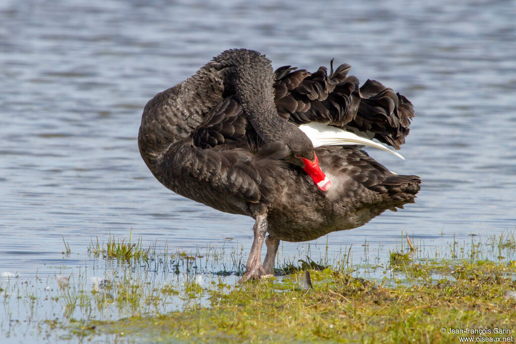 Black Swan