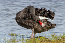 Cygne noir