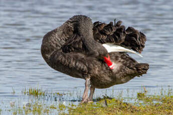 Cygne noir