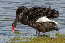 Cygne noir