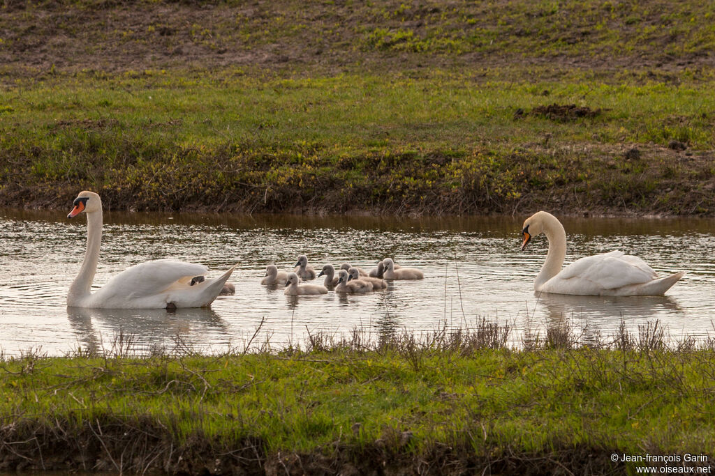 Cygne tuberculé