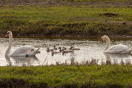 Mute Swan