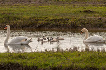 Cygne tuberculé