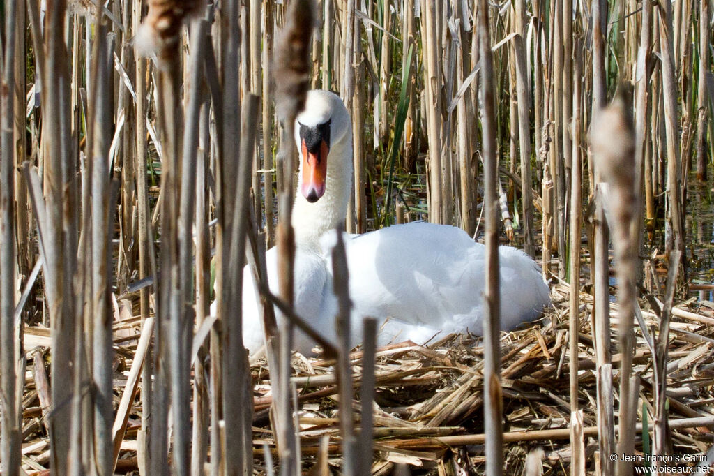 Cygne tuberculé, Nidification