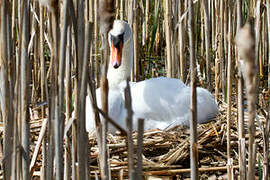 Cygne tuberculé