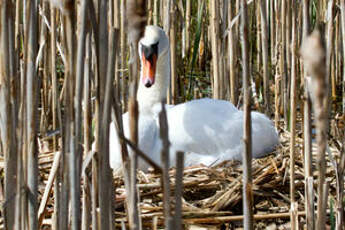 Cygne tuberculé