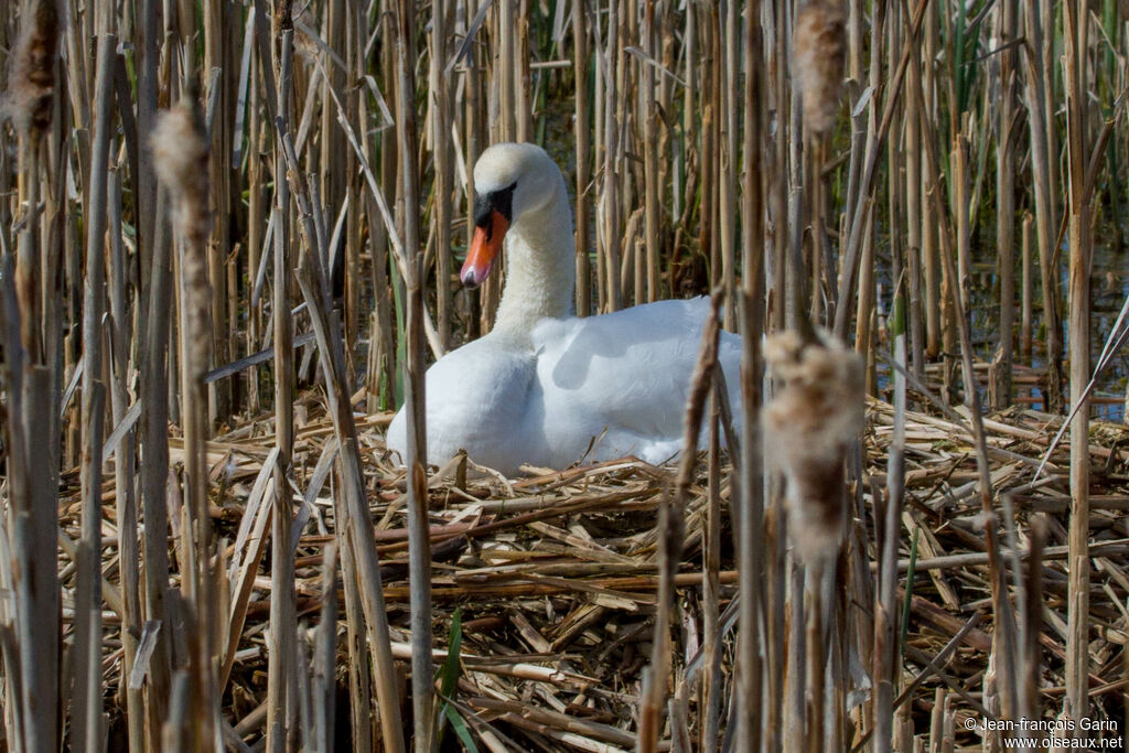 Cygne tuberculé, Nidification