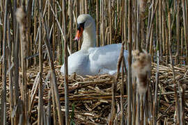 Cygne tuberculé