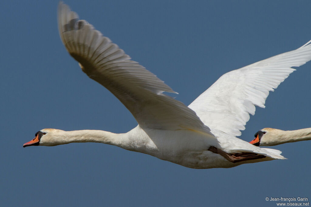 Cygne tuberculé, Vol