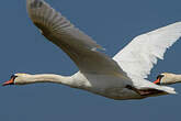 Cygne tuberculé