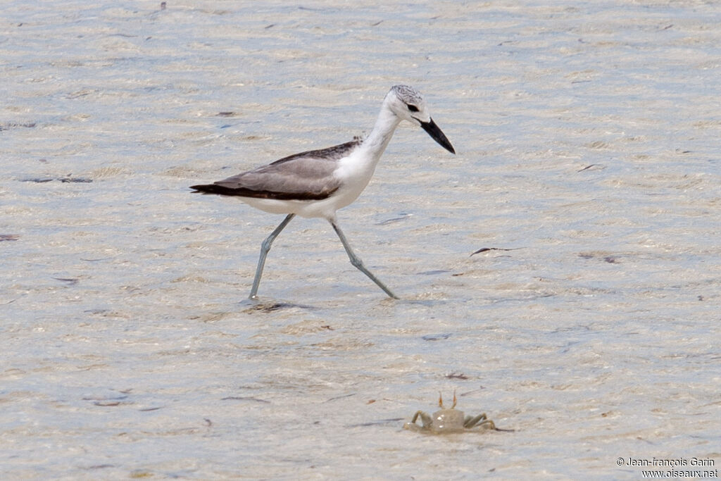 Crab-plover